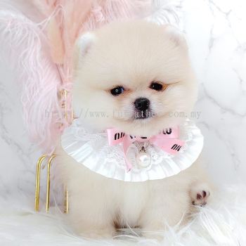 Pomeranian 博美