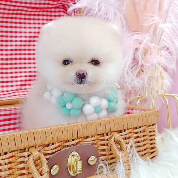 Pomeranian 博美