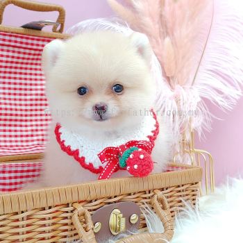 Pomeranian 博美