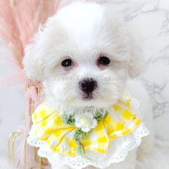 Maltipoo 马尔泰迪