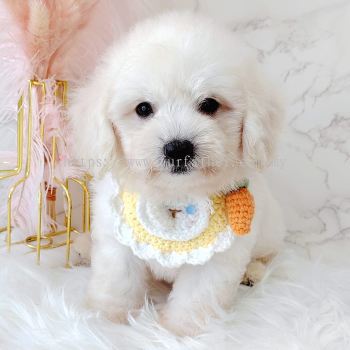 Maltipoo 马尔泰迪