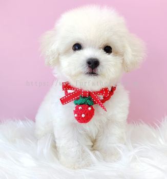 Maltipoo 马尔泰迪