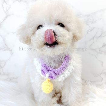 Maltipoo 马尔泰迪