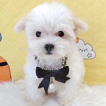 Maltipoo 马尔泰迪