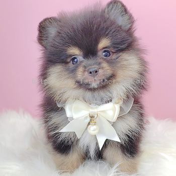 Pomeranian 博美