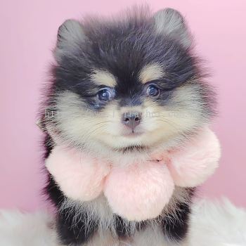 Pomeranian 博美