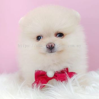 Pomeranian 博美