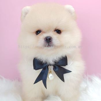 Pomeranian 博美