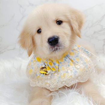 Golden Retriever 黄金猎犬