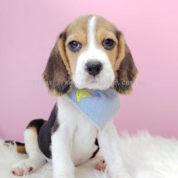 Beagle 米格鲁