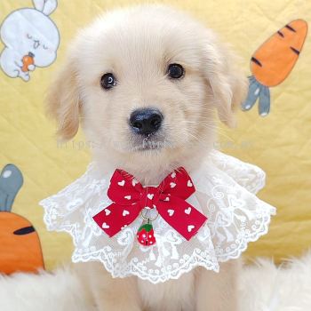 Golden Retriever 黄金猎犬