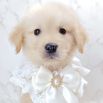 Golden Retriever 黄金猎犬