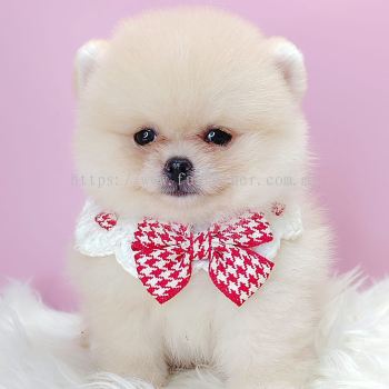 Pomeranian 博美