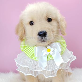 Golden Retriever 黄金猎犬