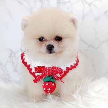 Pomeranian 博美