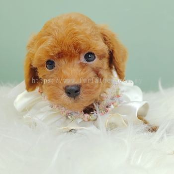 Poodle 贵宾泰迪