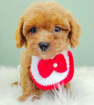 Poodle 贵宾泰迪