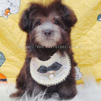 Poodle 贵宾泰迪