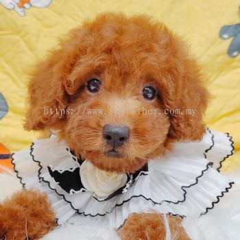 Poodle 贵宾泰迪