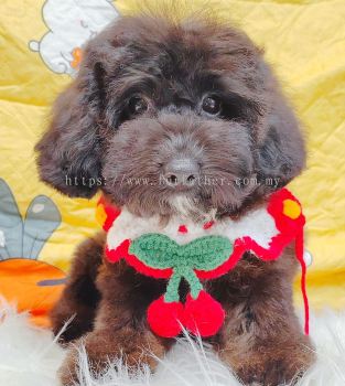 Poodle 贵宾泰迪