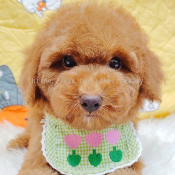 Poodle 贵宾泰迪
