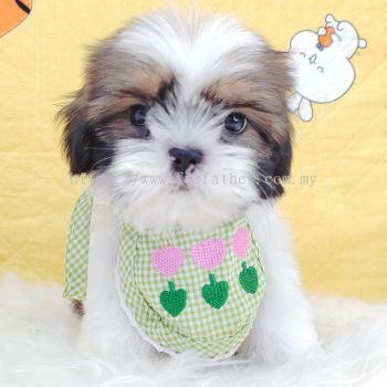 Shih Tzu 西施