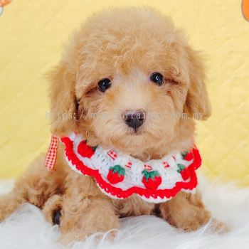 Poodle 贵宾泰迪
