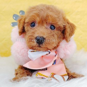 Poodle 贵宾泰迪