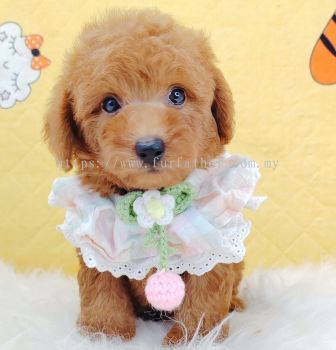 Poodle 贵宾泰迪
