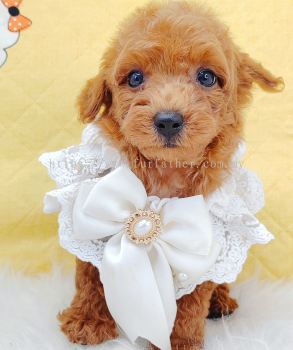 Poodle 贵宾泰迪