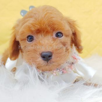 Poodle 贵宾泰迪