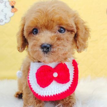 Poodle 贵宾泰迪