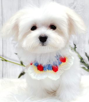 Maltese 马尔济斯