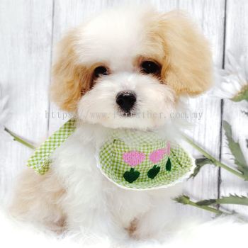 Maltipoo 马尔泰迪