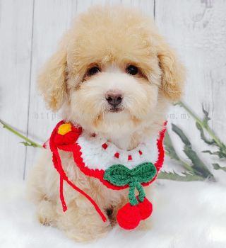 Maltipoo 马尔泰迪