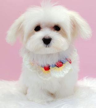 Maltese 马尔济斯