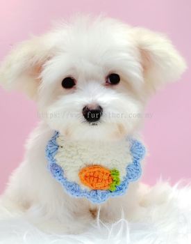 Maltese 马尔济斯