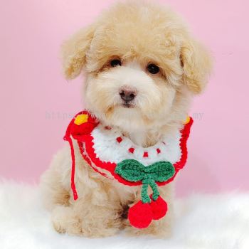 Maltipoo 马尔泰迪