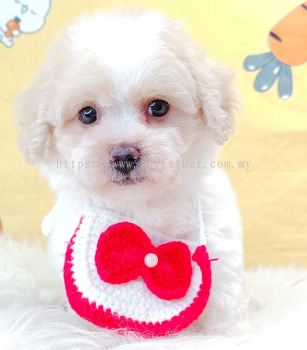 Maltipoo 马尔泰迪