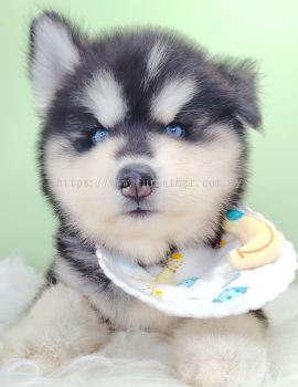 Wooly Alaskan 长毛哈士奇