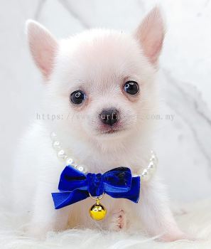 Chihuahua 吉娃娃