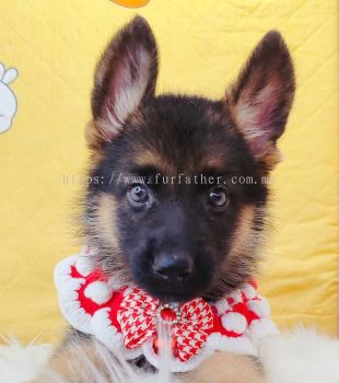 German Shepherd �¹�����Ȯ