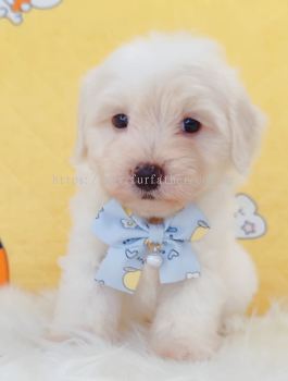Maltipoo ����̩��