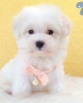 Maltipoo ����̩��