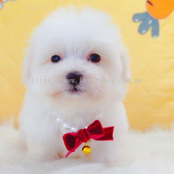 Maltipoo ����̩��