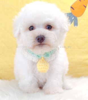 Bichon Frise ����