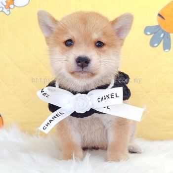 MameShiba Inu �����Ȯ