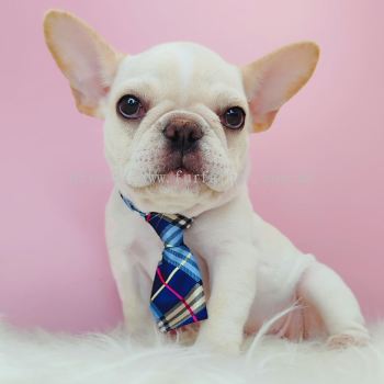 French Bulldog ����