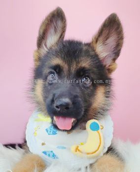 German Shepherd �¹�����Ȯ
