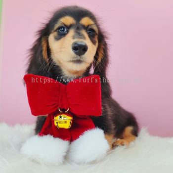 Dachshund ������